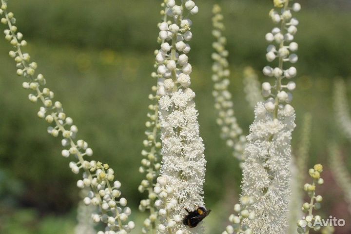 Клопогон (Цимицифуга) простой White Pearl Саженцы