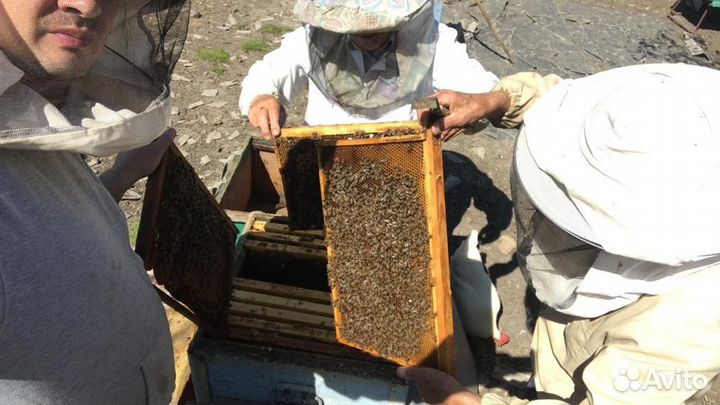 Пчелосемьи