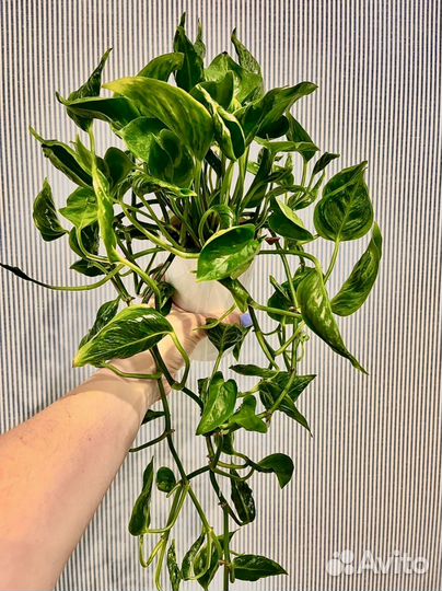 Эпипремнум годзилла