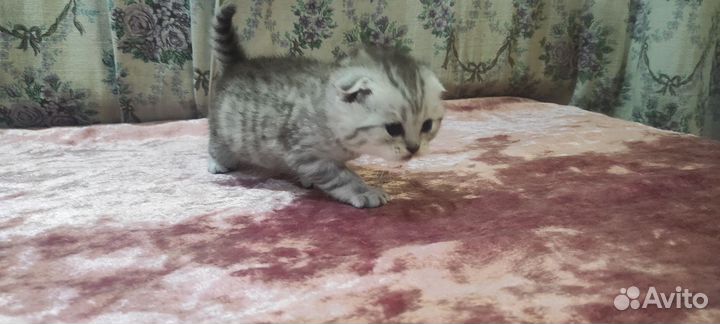 Продаются котята