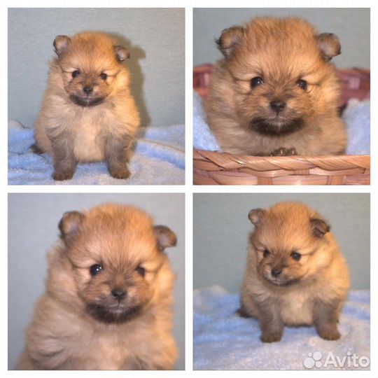 Щенки немецкого шпица