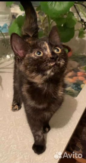 Черепаховый котенок девочка 2,5 мес