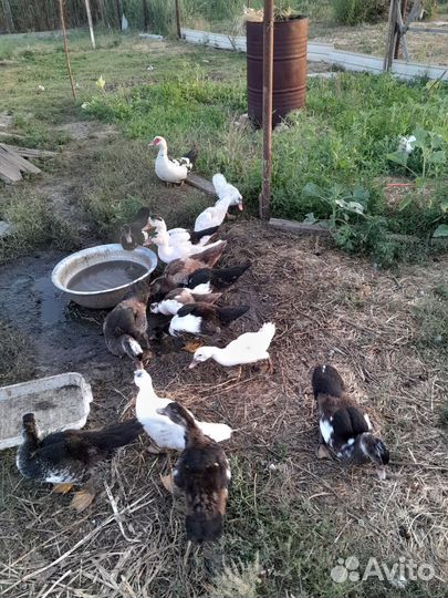 Продам утят апрельских шыпун