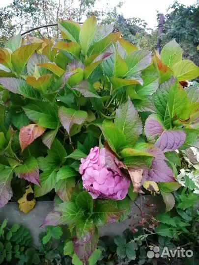 Гортензия крупнолистная