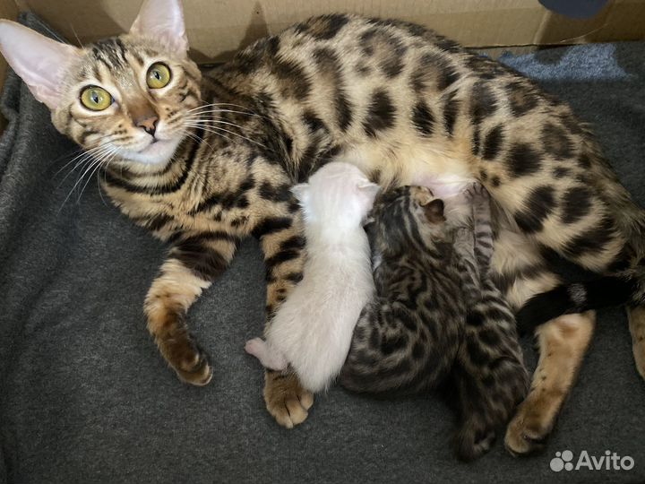 Бенгальские котята