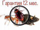 Дезинфекция тараканов, клопов, блох, муравьев и ос
