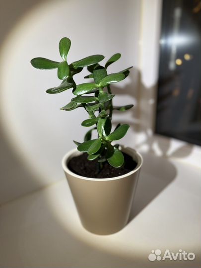Денежное дерево (крассула или толстянка)