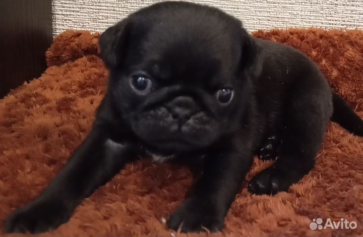 Щенки мопса