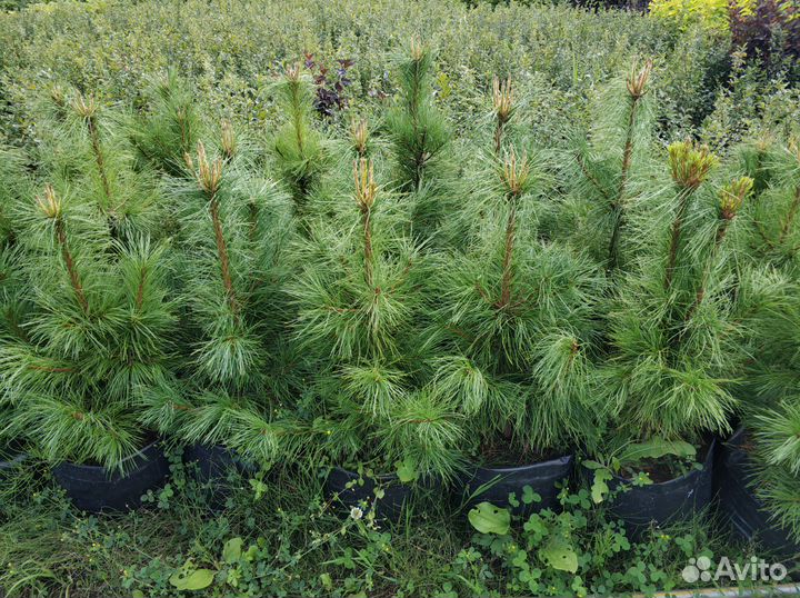 Ива, клен, липа, дуб красный, кедр, каштан, орех