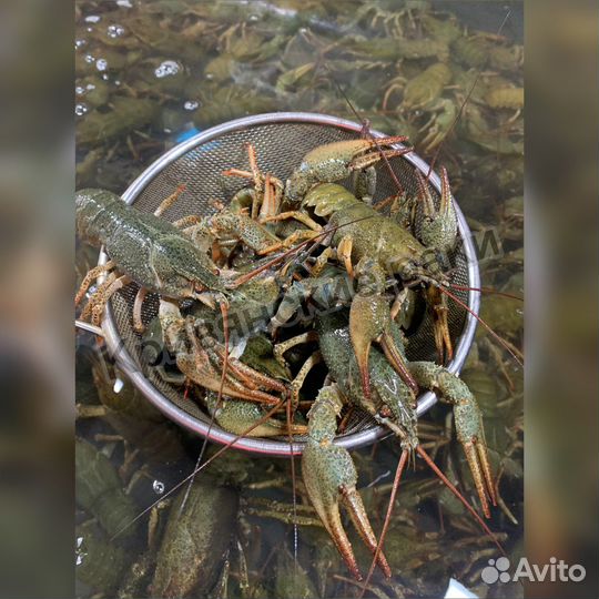 Речные раки