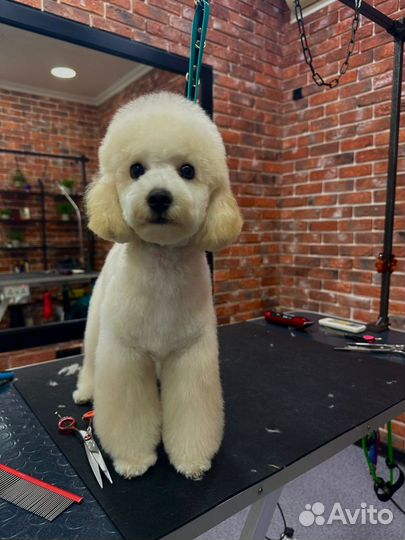 Пудель белый
