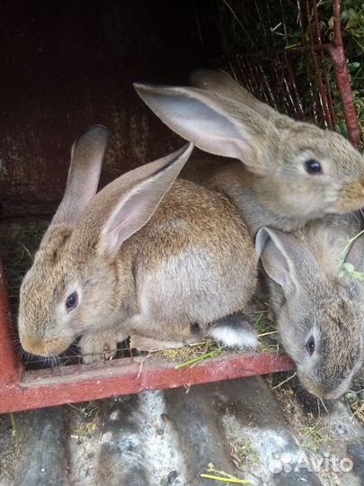 Кролики породы фландр и колифорнийский