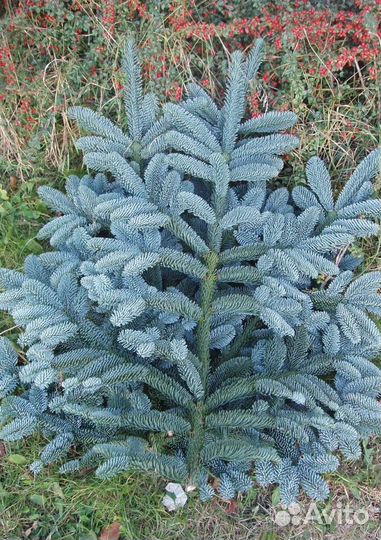 Еловые ветки Голубой ели. Нобилис. Датский