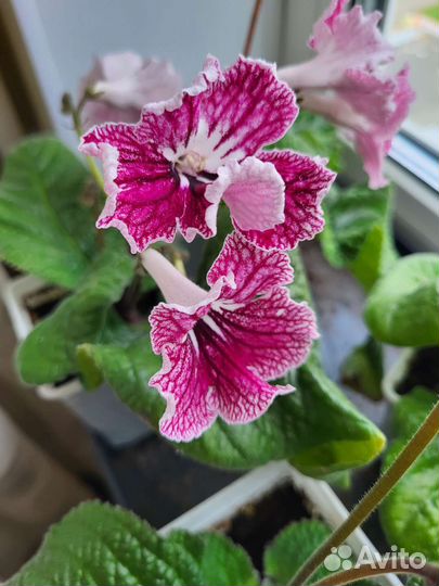 Стрептокарпусы