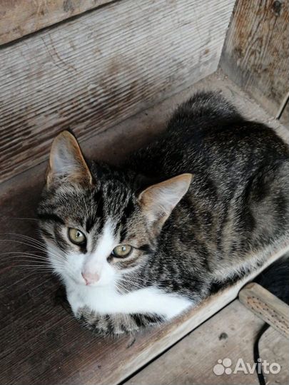 Британская кошка