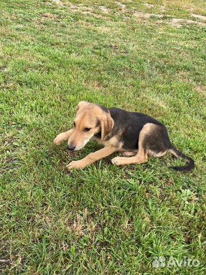 Собаки бесплатно