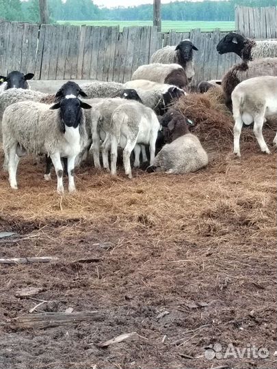 Бараны дорпер