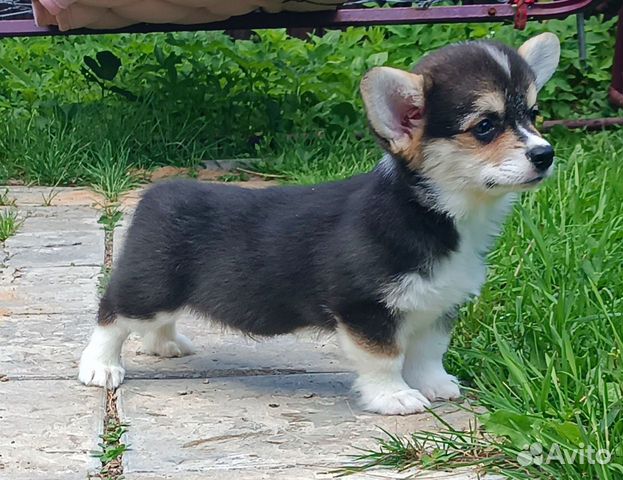 Мальчик Вельш Корги Пемброк