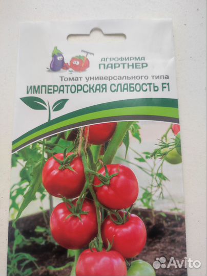 Рассада помидор