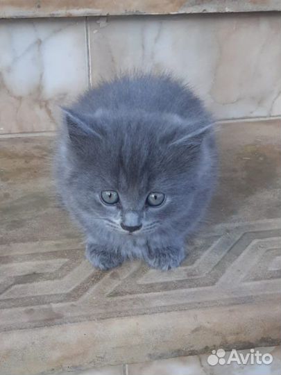 Кошка британка