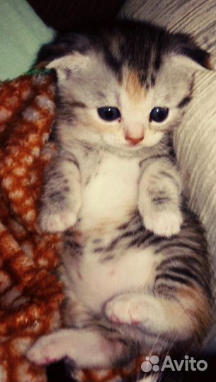 Кошечка в добрые руки