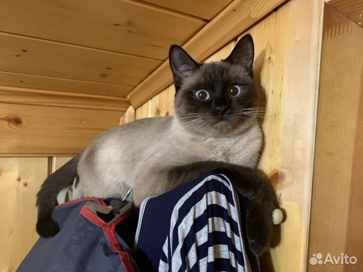 Тайские котята