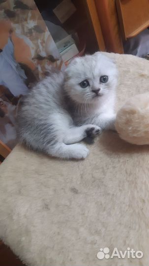 Кошечка,шотландская вислоухая,чистокровка,1,6 мес)