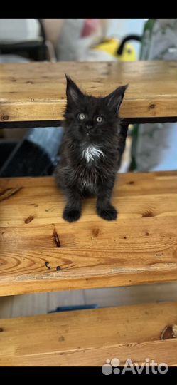 Котята мейн-кун