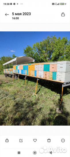 Мëд подсолнух