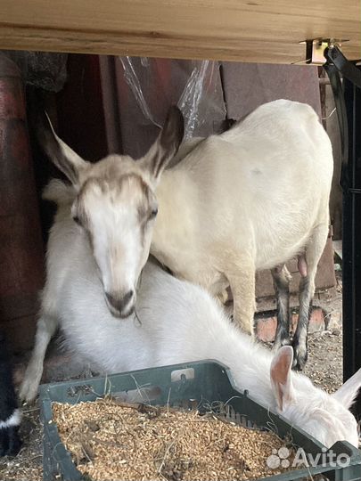 Коза и козлята