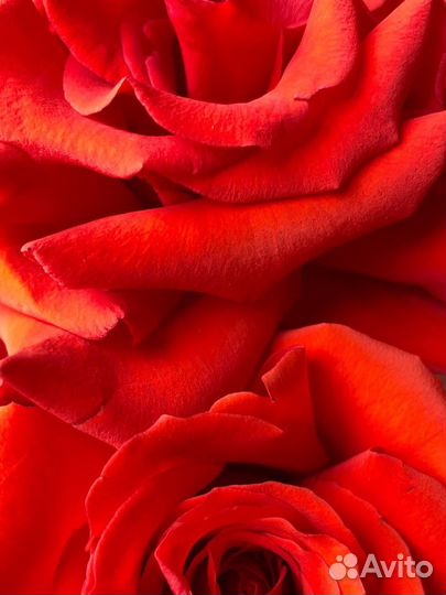 Французские розы букет