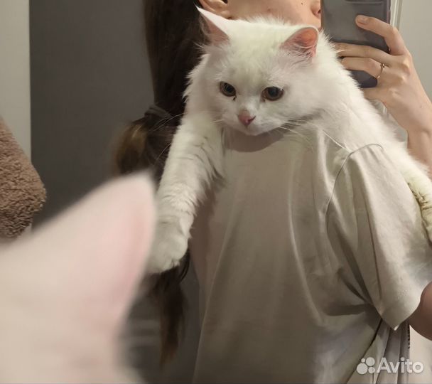 Белый кот в добрые руки