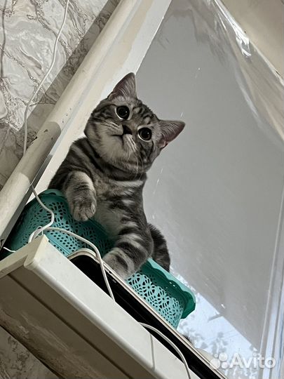 Прямоухий шотландец