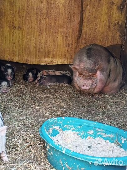 Вьетнамские вислобрюхие поросята