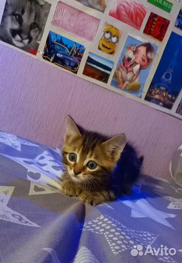 Кошка