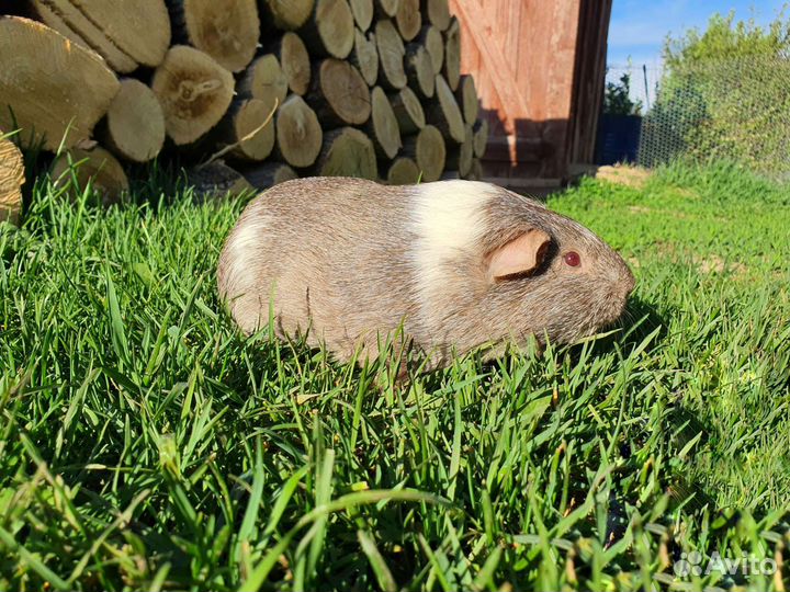 Морская свинка