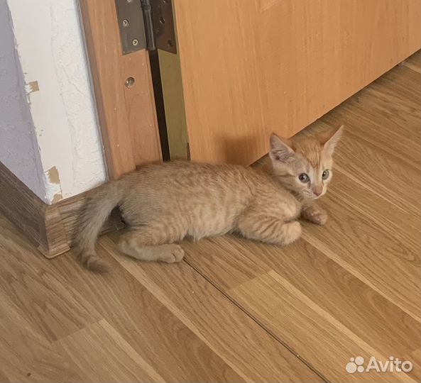 Рыжий котенок