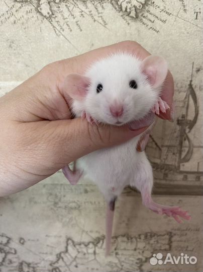 Ручные Крысята Дамбо из питомника.Доставка