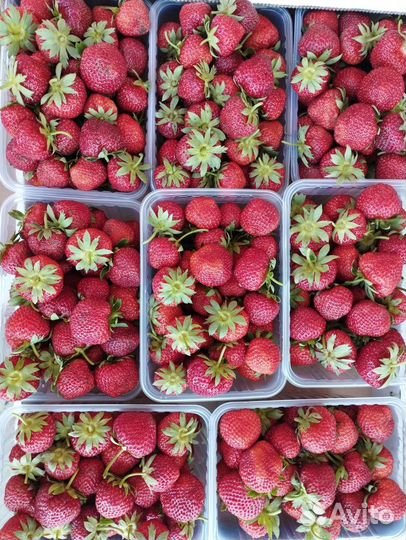 Клубника саженцы