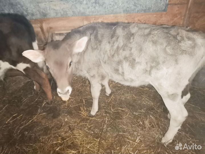 Телки пародистие