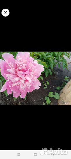 Хризантема,Лилейник,гипсофила, нарциссы, ирис