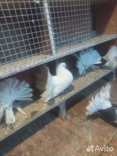 Голуби павлины, индийские лахоры