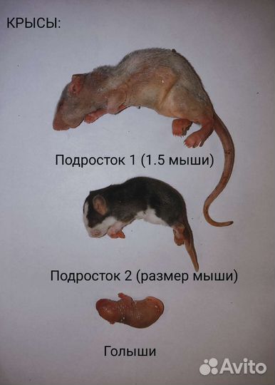 Сверчки домовые предымаго 100 гр заморозка