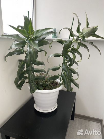 Каланхое лечебное (живородящее)