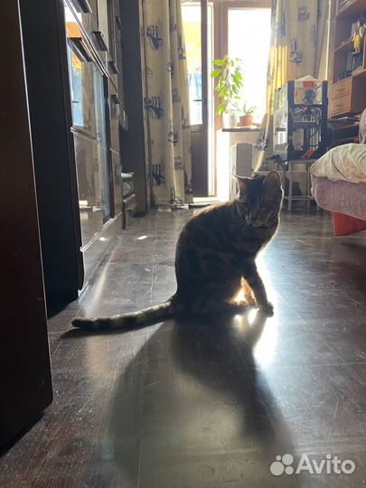 Котоситтер, няня для кошек, передержка