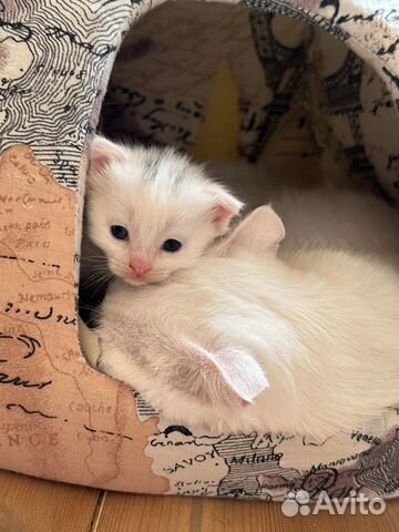 Вислоухие белые котята в добрые руки объявление продам