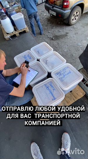 Оптом Мед с Алтая