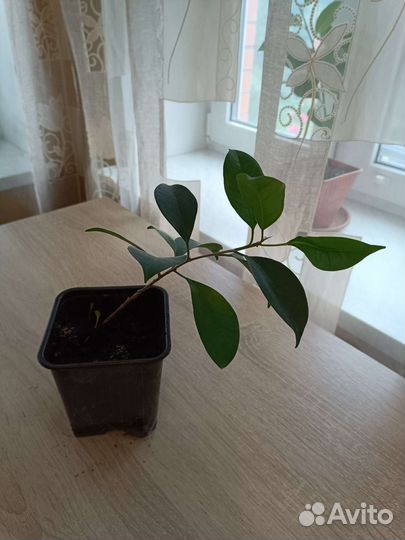 Фикус бенджамина