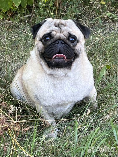 Мопс вязка мальчик