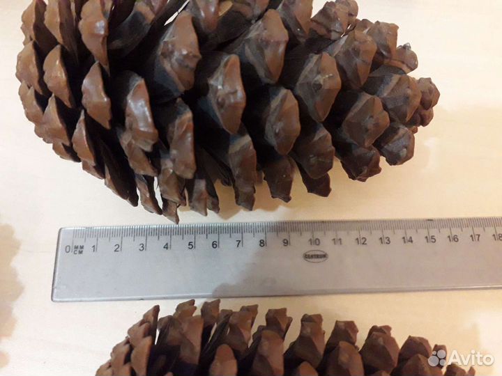 Шишки большие